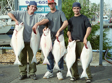 halibut3