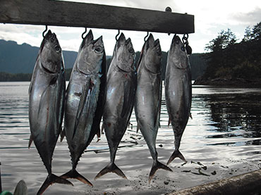 tuna3